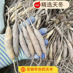 现挖天门冬新鲜天冬酿酒中药材泡酒干货广西天然三百棒500克山货