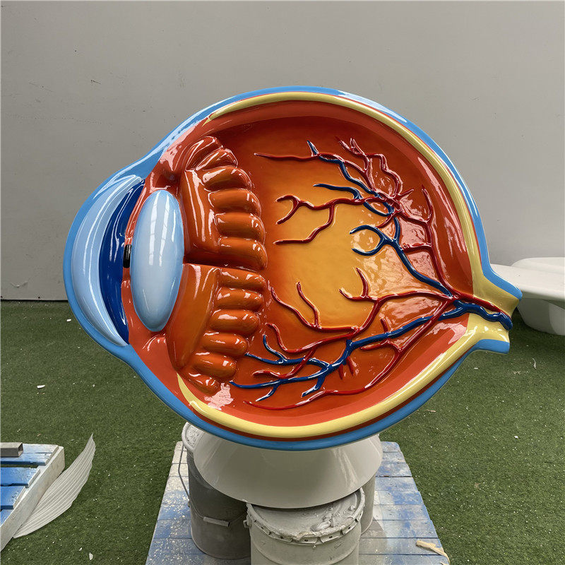 眼睛结构3D模型树脂眼科医院眼球结构医学爱护视力模具摆件玻璃钢