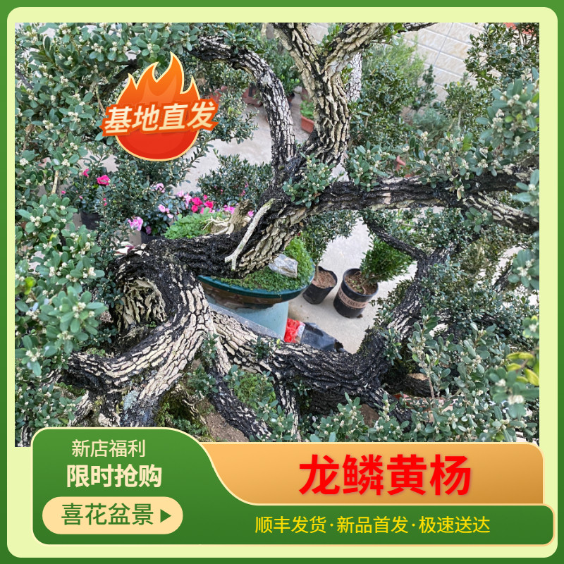 龙鳞黑珍珠黄杨苗小叶皱皮雀舌老桩植物阳台盆栽盆景提根庭院造型