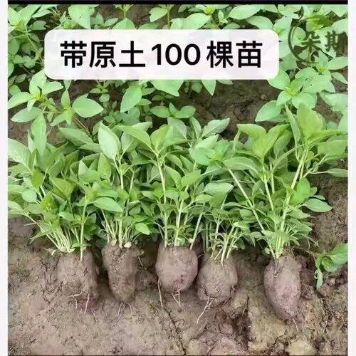 荆芥苗露天培育现挖荆芥苗盆栽新鲜食用大叶荆芥菜苗带原土发货