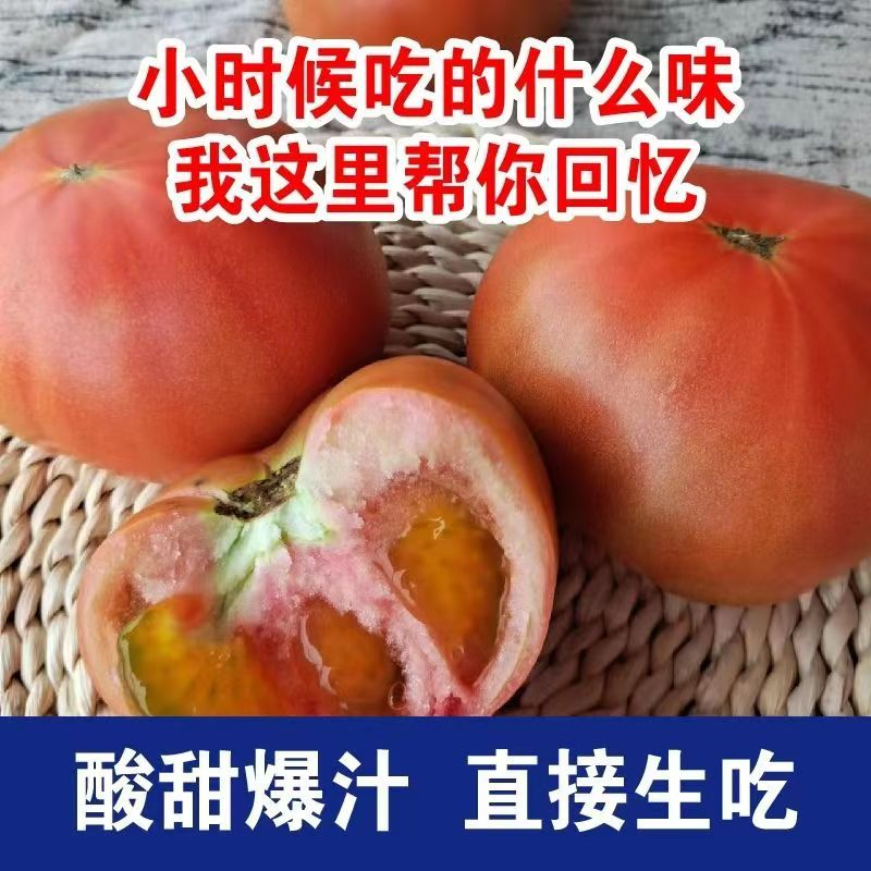 新鲜番茄老品种沙瓤孕妇水果沙瓤西红柿子自然熟新鲜生吃粉番茄蔬