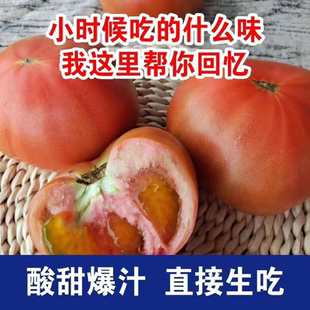 新鲜番茄老品种沙瓤孕妇水果沙瓤西红柿子自然熟新鲜生吃粉番茄蔬