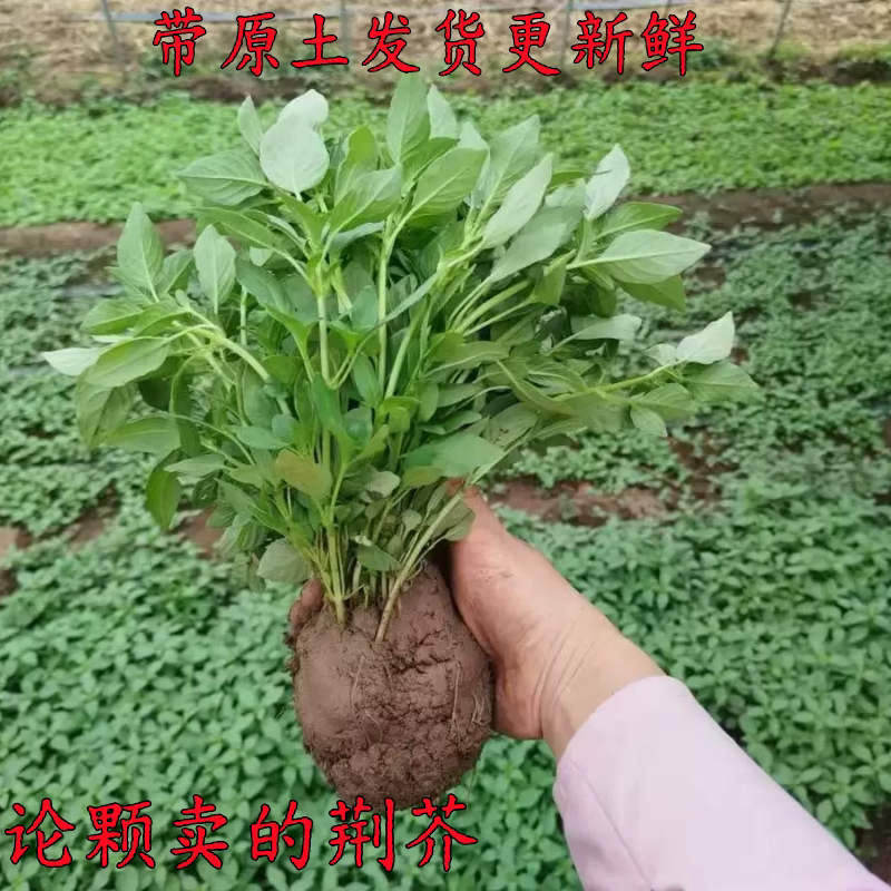 新鲜现挖大叶荆芥带原土发货