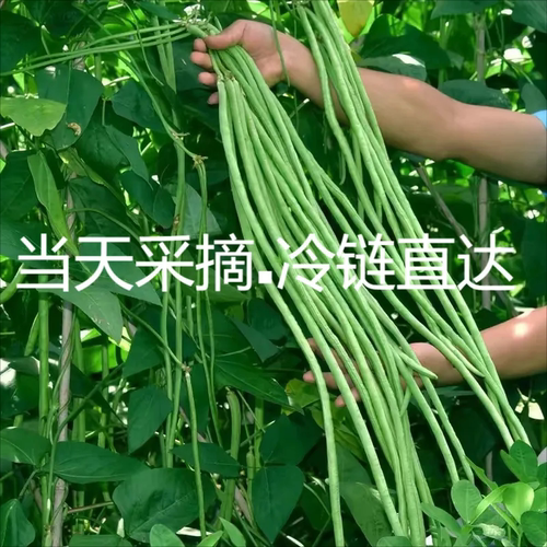 长豇豆新鲜2斤3斤4斤包邮河南农家自种时令当季蔬菜5斤嫩豆角