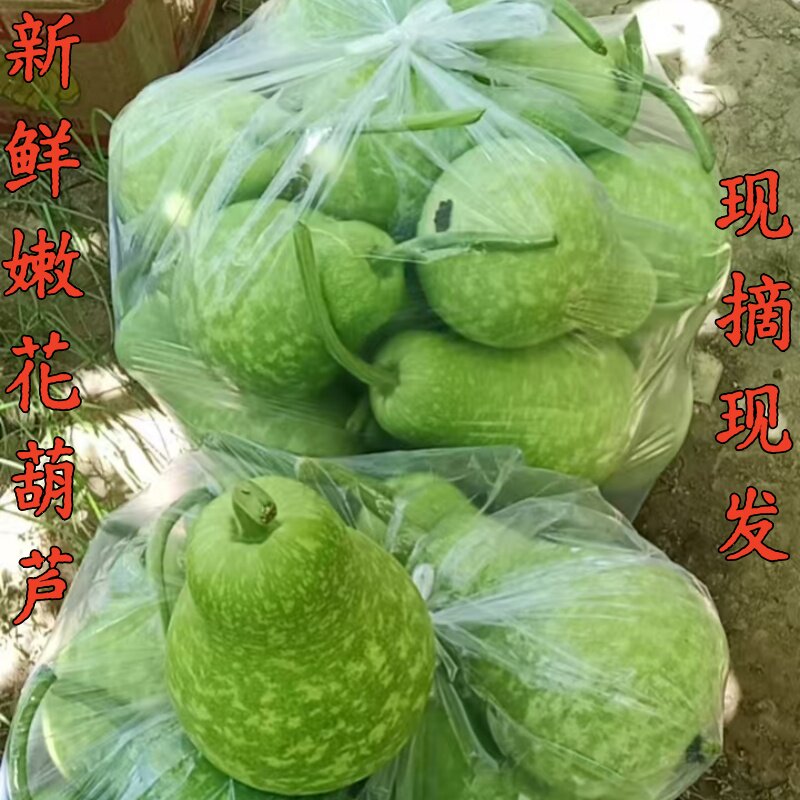 新鲜花葫芦蒲瓜短瓢瓜肉圆苦瓜拼农家粪露天自种蔬菜现摘2-5斤