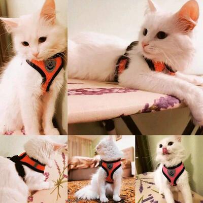 Summer Cat Dog Harness Lead Leash Adjustable Vest Polyester