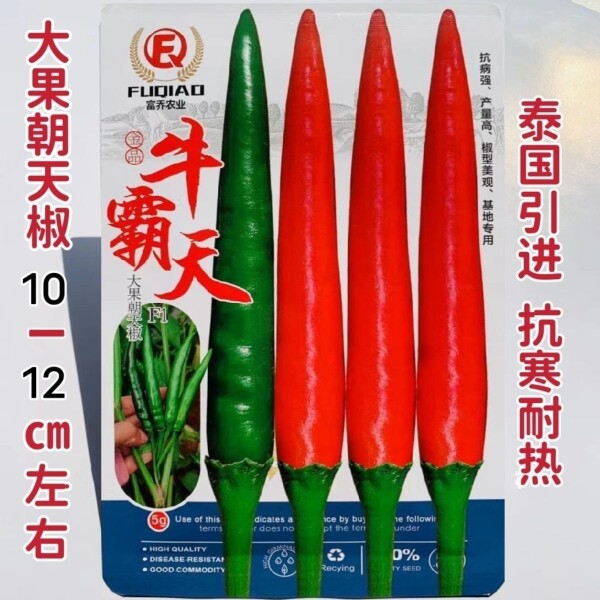 辣椒种子牛霸天朝天椒种子特大果泰国引进基地专用朝天椒小米辣种