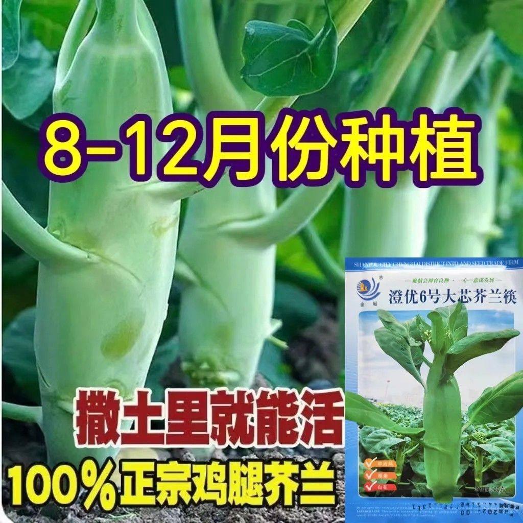 澄优6号大芯芥兰筷甜竹芥菜棒菜酸菜泡菜大叶四季种植蔬菜种籽,鲜花速递/花卉仿真/绿植园艺,家庭园艺种子,淘宝优惠券,粉丝福利购,淘宝优惠卷