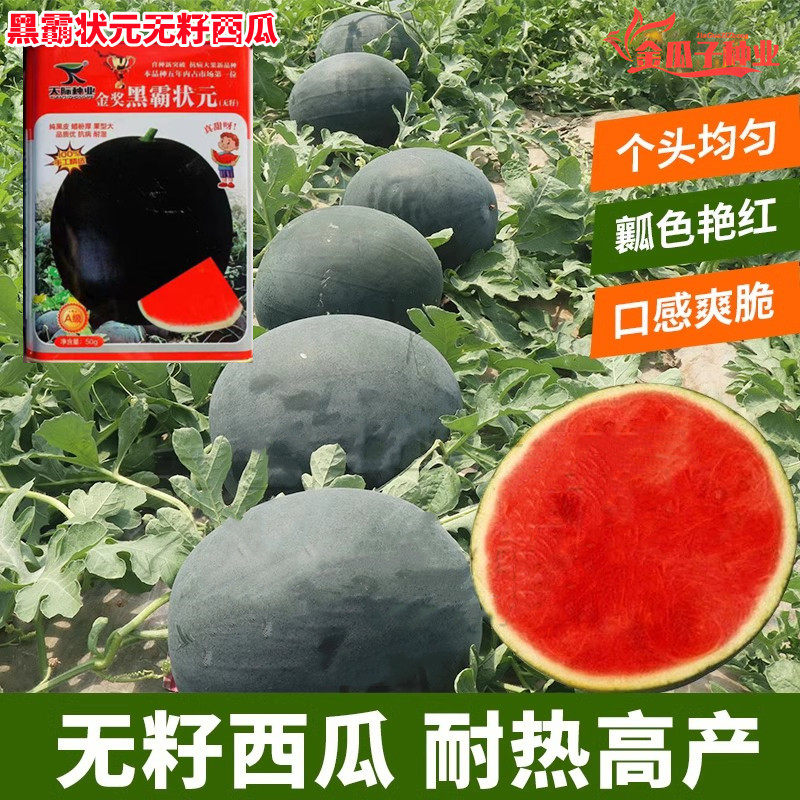 黑霸状元黑皮无籽西瓜种子早熟高产抗病性特强耐重茬四季西瓜种子
