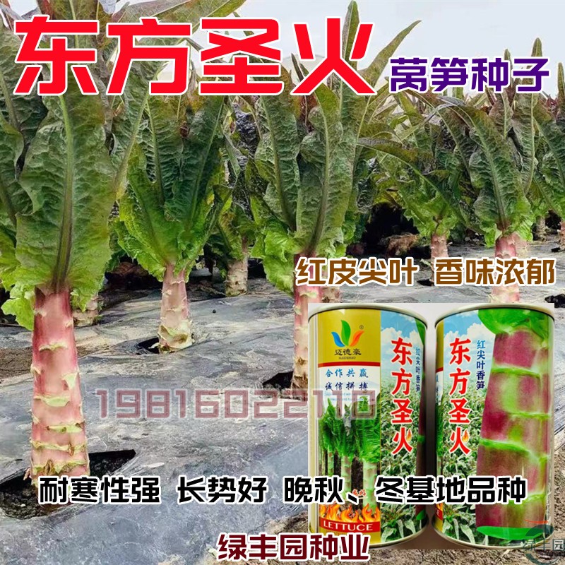 尖叶耐寒红皮绿肉莴笋种子嫩脆