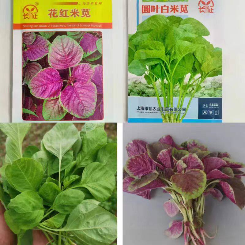 红苋菜种子白苋菜种子花红米苋南北方农家菜园阳台庭院春夏秋季播