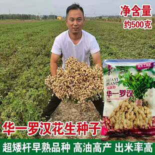 华一罗汉矮杆早熟花生种子高产花生种子抗病大粒高产出油高大田籽