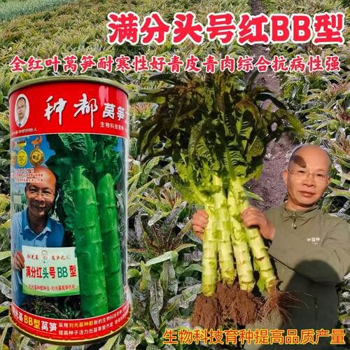 光基种都满分头号BB型莴笋种子大棒耐寒耐抽苔全红尖叶香莴笋种籽
