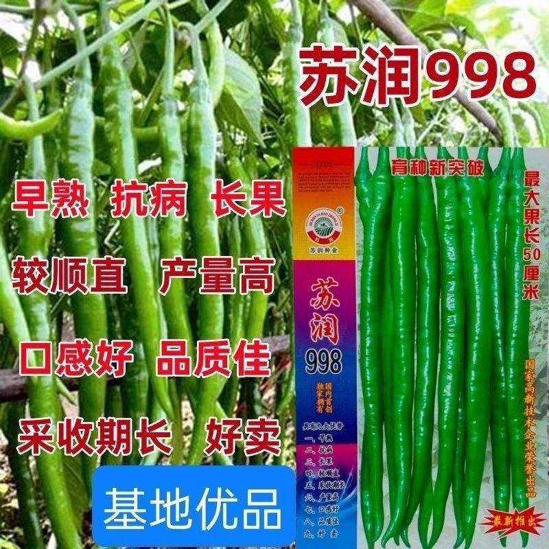 苏润线椒种子苏润998辣椒种子 一代杂交 特长果高产优质良种春秋