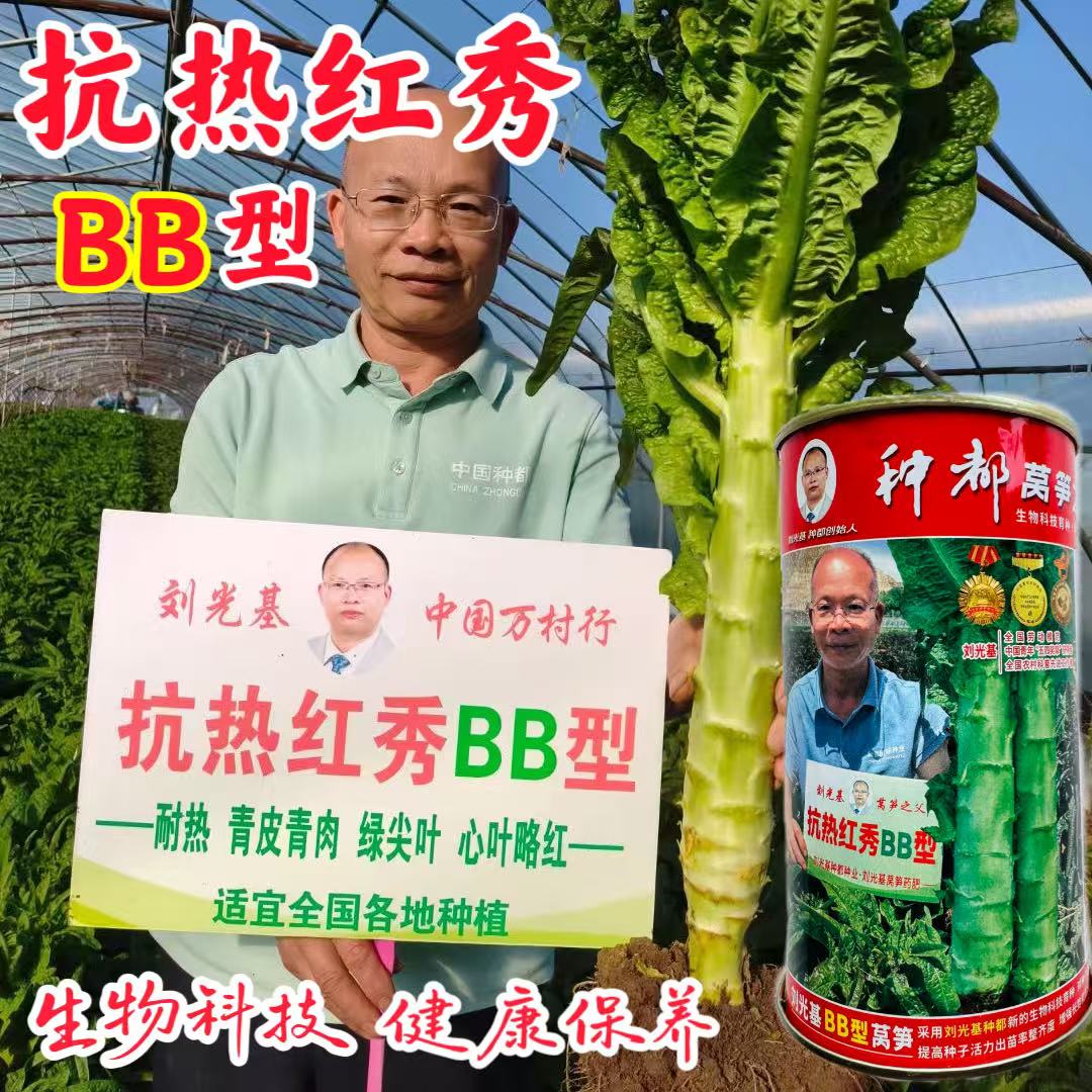 种都抗热红秀BB型莴笋种子 青皮青肉红尖叶耐抽苔莴笋种籽抗病强