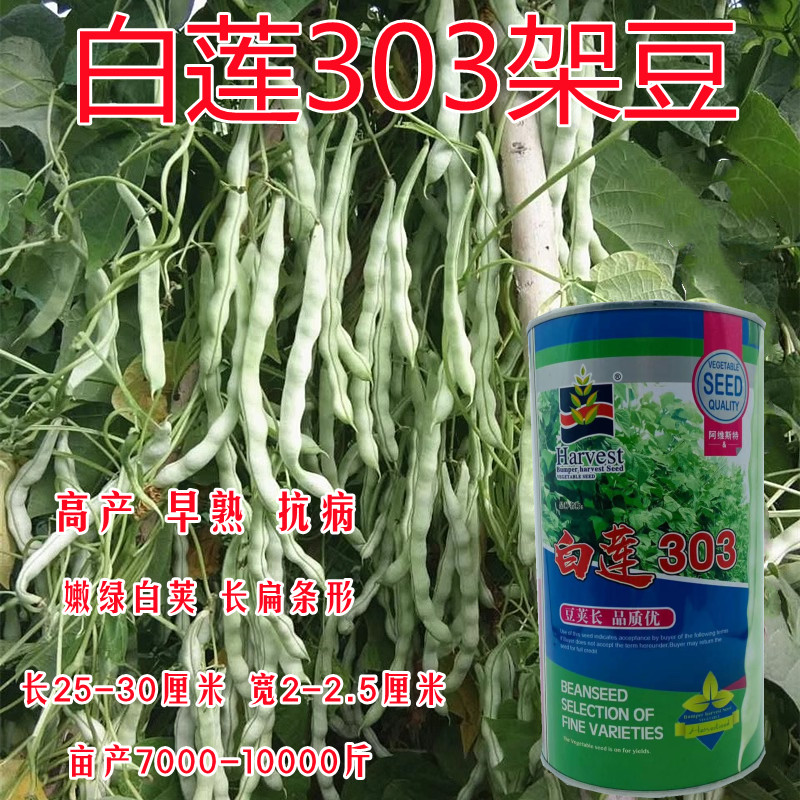 白莲303架豆种子四季豆蔬菜种子豆角种子春秋季播种农家院种子菜