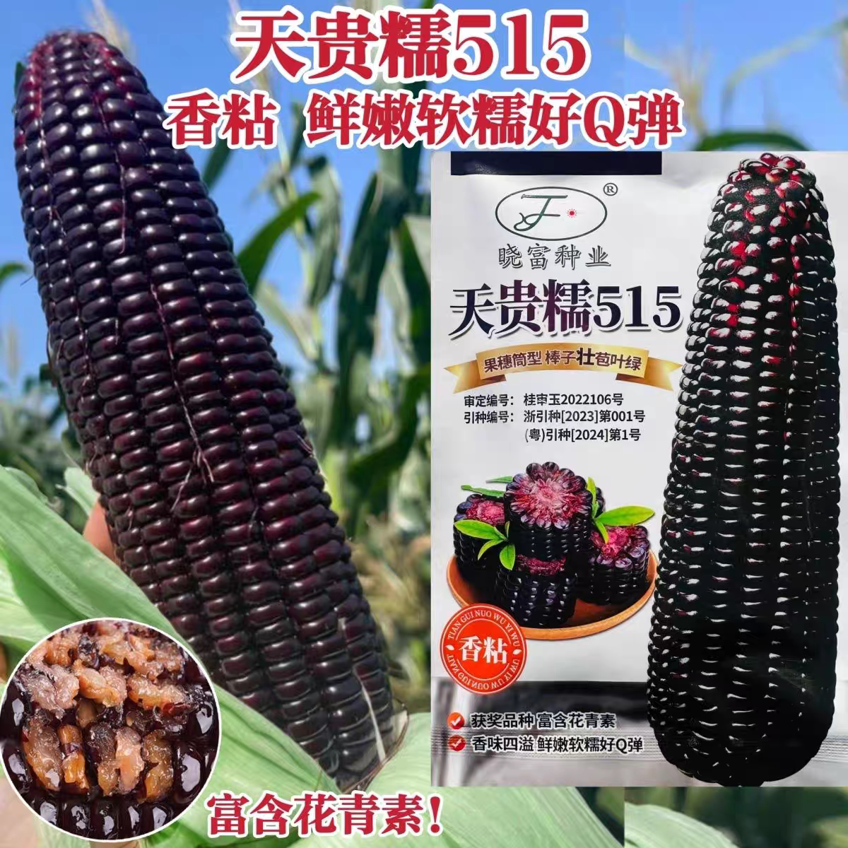 天贵糯515黑糯玉米种子软糯Q弹香粘黑玉米种籽花青素含量高春秋季