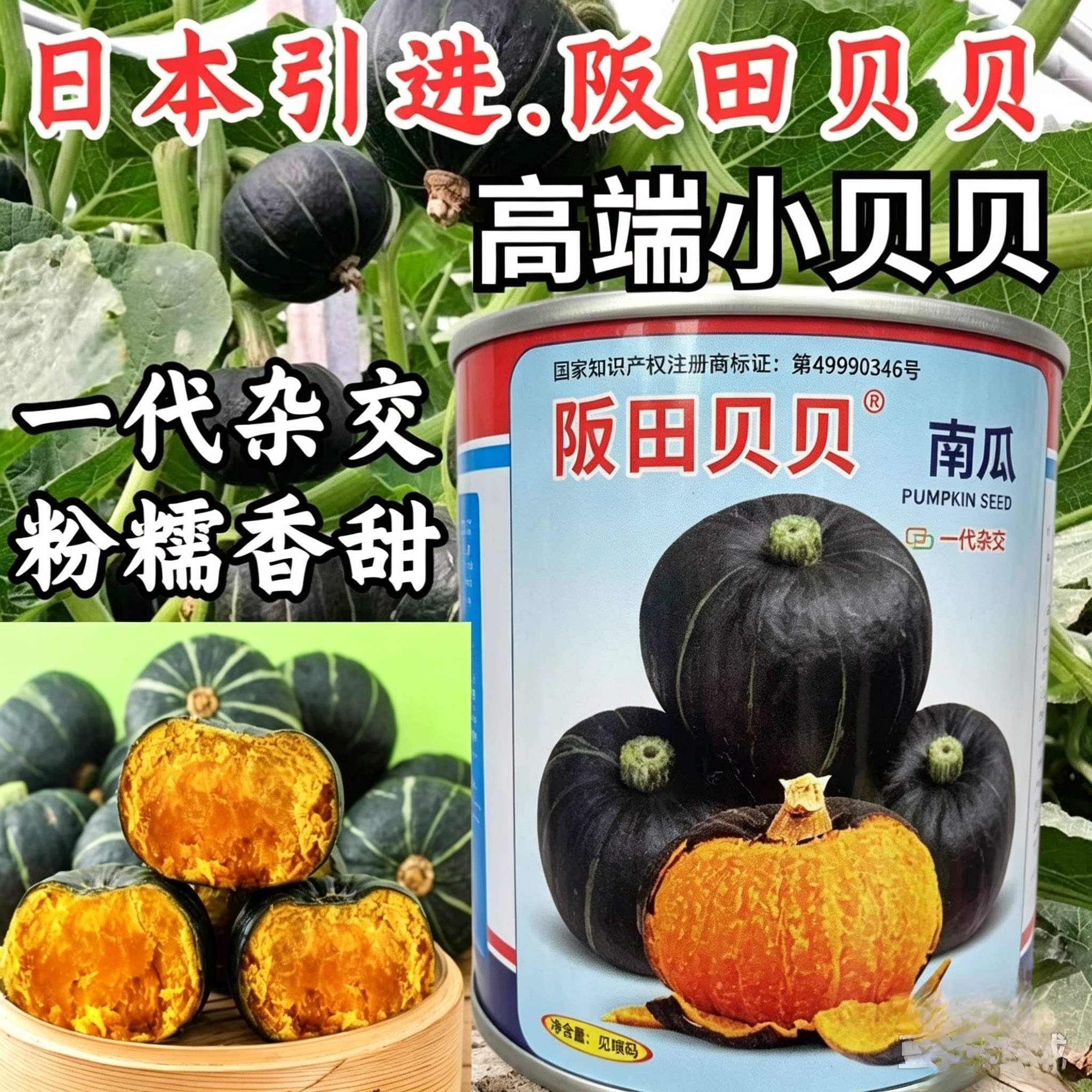 阪田贝贝南瓜种子日本引进迷你小贝贝粉糯香甜板栗礼品南瓜种子籽