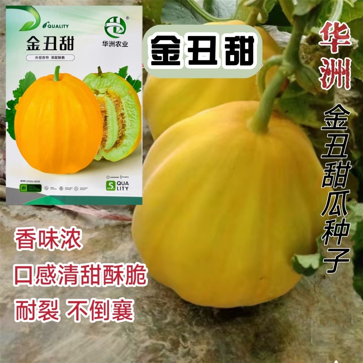 金丑甜甜瓜种子高产超甜
