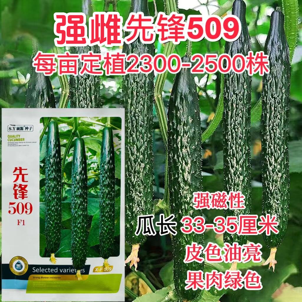 硕源先锋509大黄瓜种子强雌油亮型春秋越冬高产耐低温黄瓜种籽孑