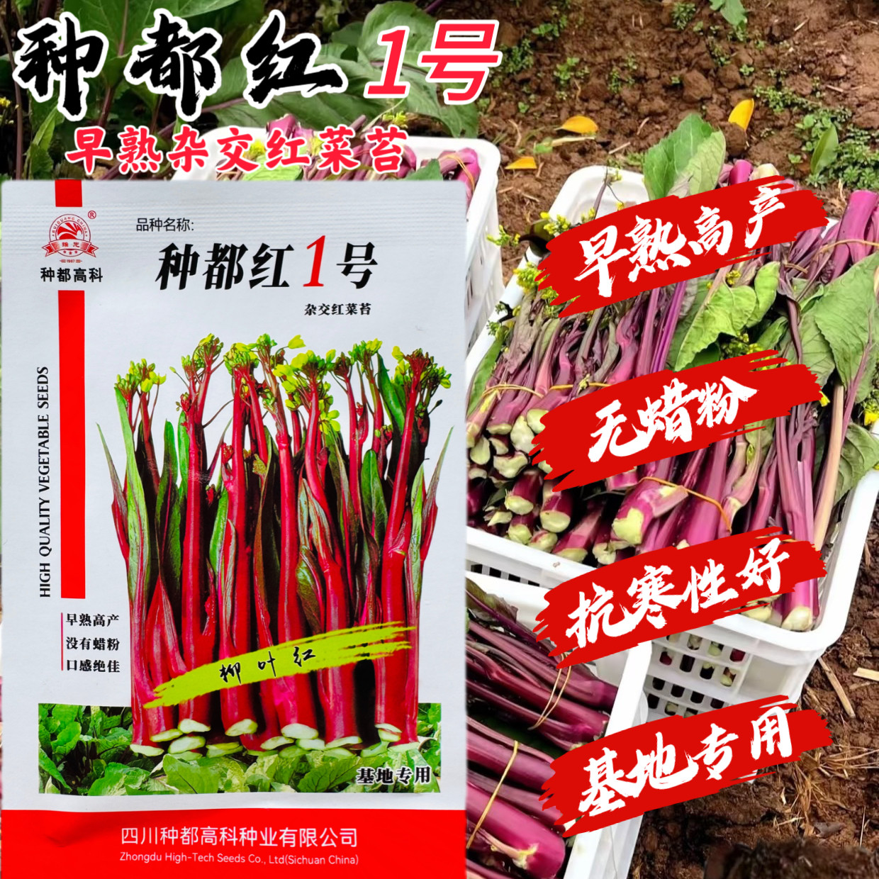 种都红1号早熟杂交红菜苔种子 无腊粉苔色红亮叶尖细耐寒高产秋播