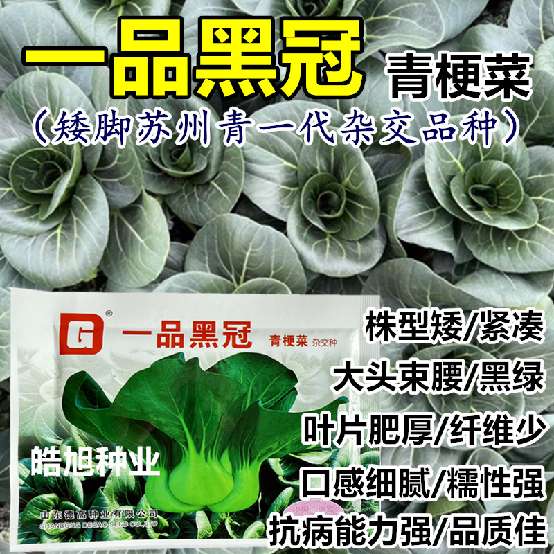 一品黑冠青梗菜种子特矮苏州青种籽大头束腰黑绿肥厚甜糯高产