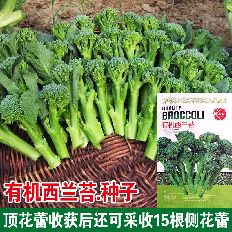 有机西兰苔西兰芦笋青花芥兰芥蓝
