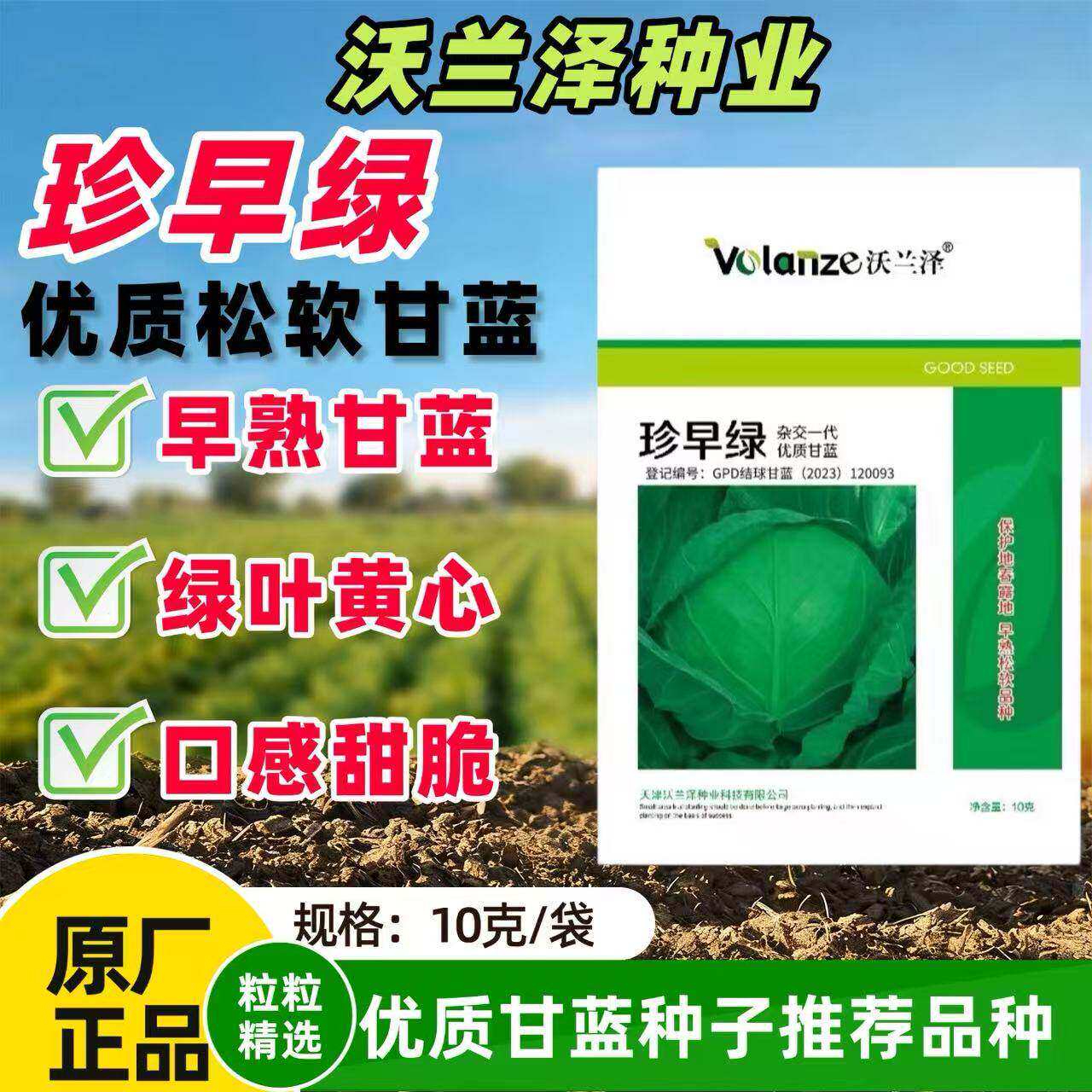 珍早绿极早熟春甘蓝种子鲜食早熟松软黄心水果型洋白菜抗病高产籽
