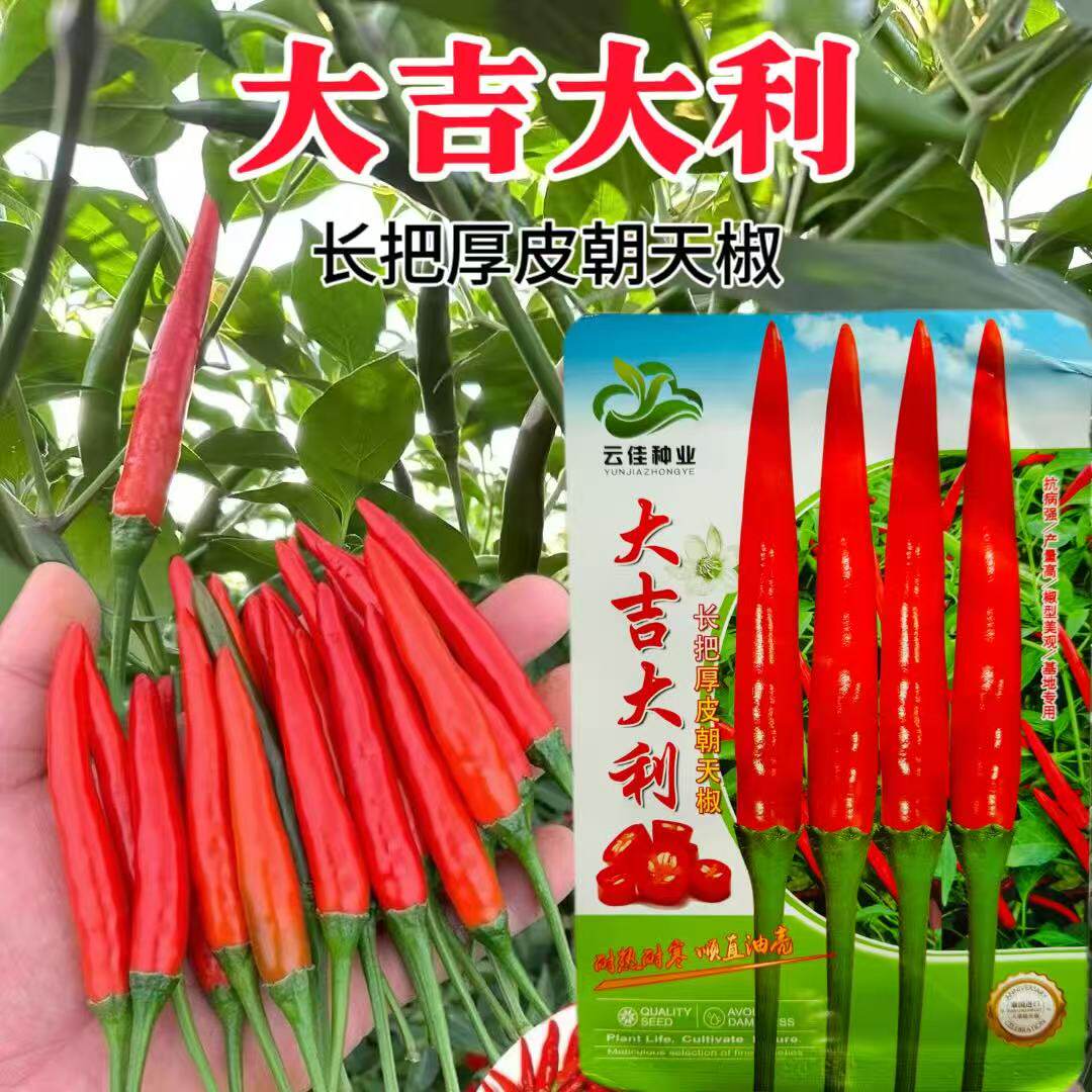 大吉大利大果朝天椒种子特大辣椒种子硬果长把厚皮辣椒种子高产籽
