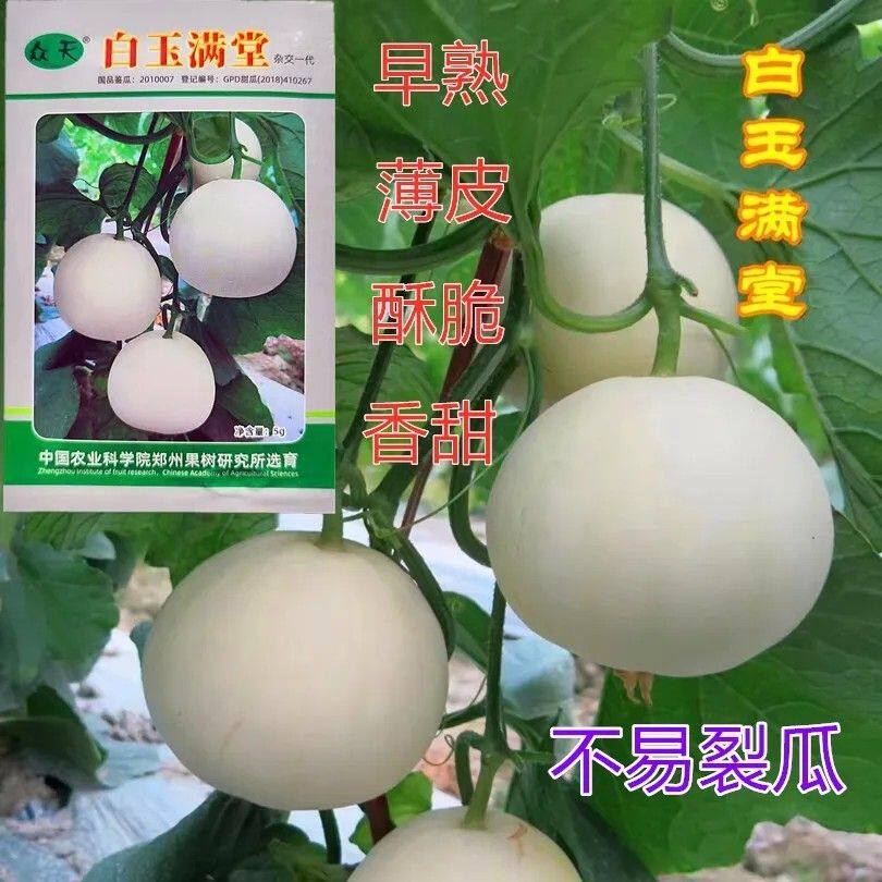 白玉满堂杂交甜瓜种子早