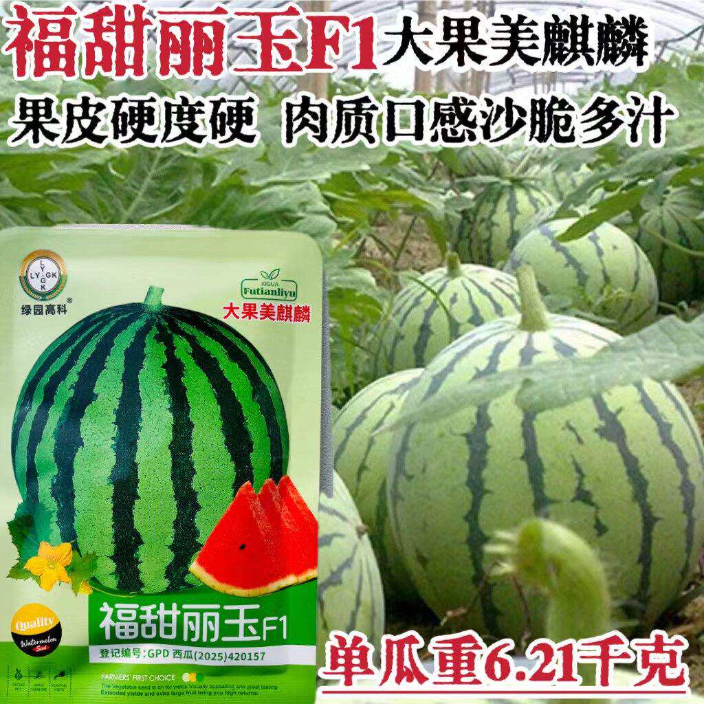 福甜丽玉 大果麒麟西瓜种子 沙甜红瓤大果高产抗病商品性佳 春播