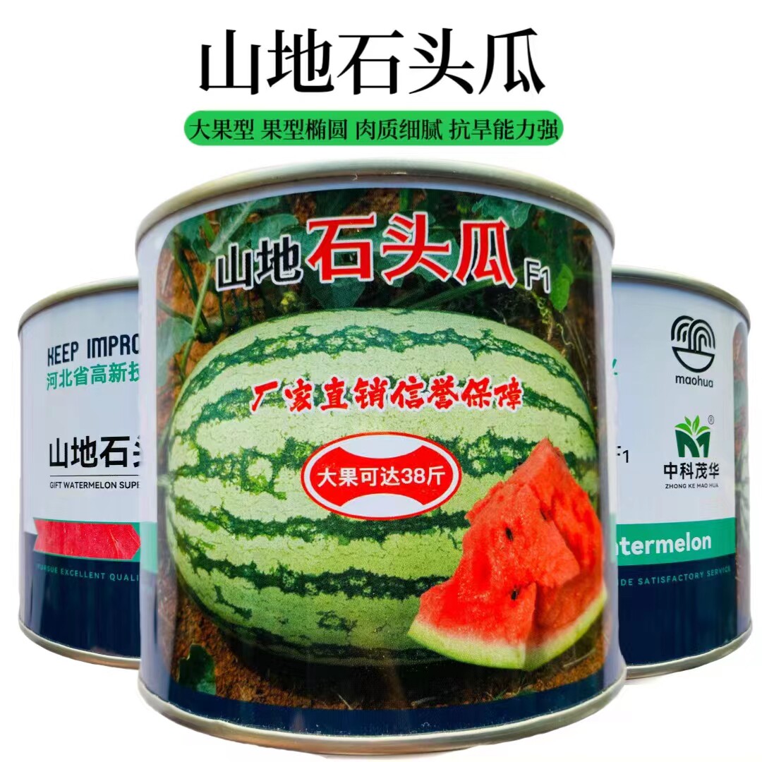 山地石头瓜超甜巨型薄皮脆甜
