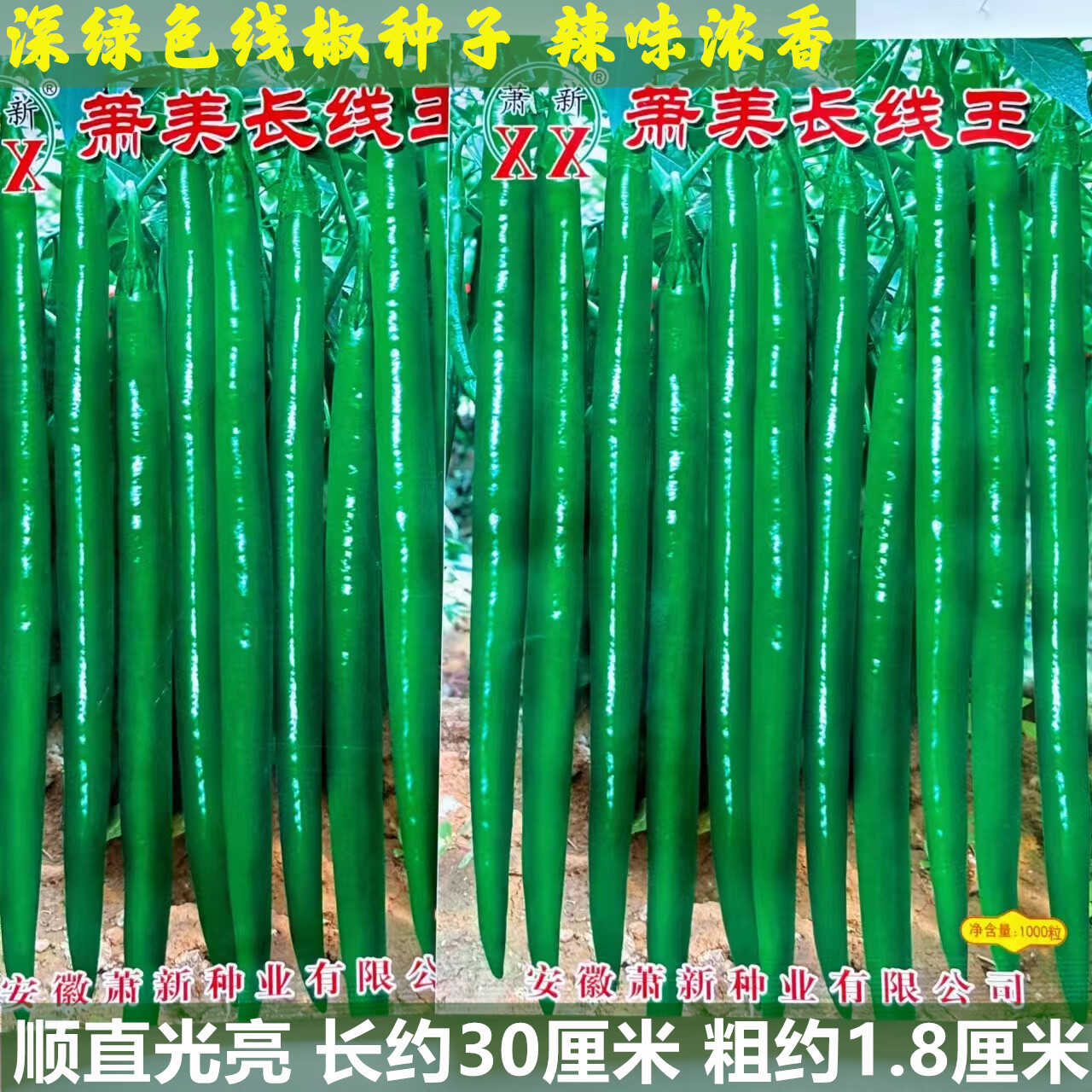 萧美长线王辣椒种子红椒