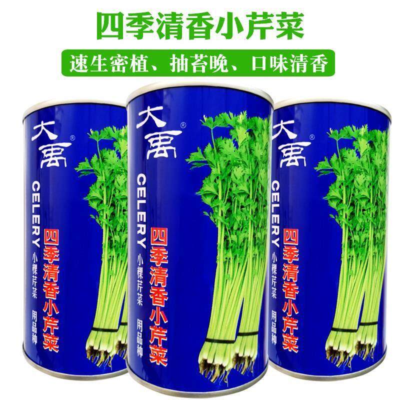 清香小芹菜种子高产四季小香芹夏季耐热春季秋山芹蔬菜籽大田种籽