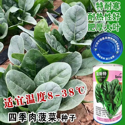菠斯特TY6002菠菜种子四季肉菠菜种籽耐热耐寒圆叶肉厚菠菜种子孑
