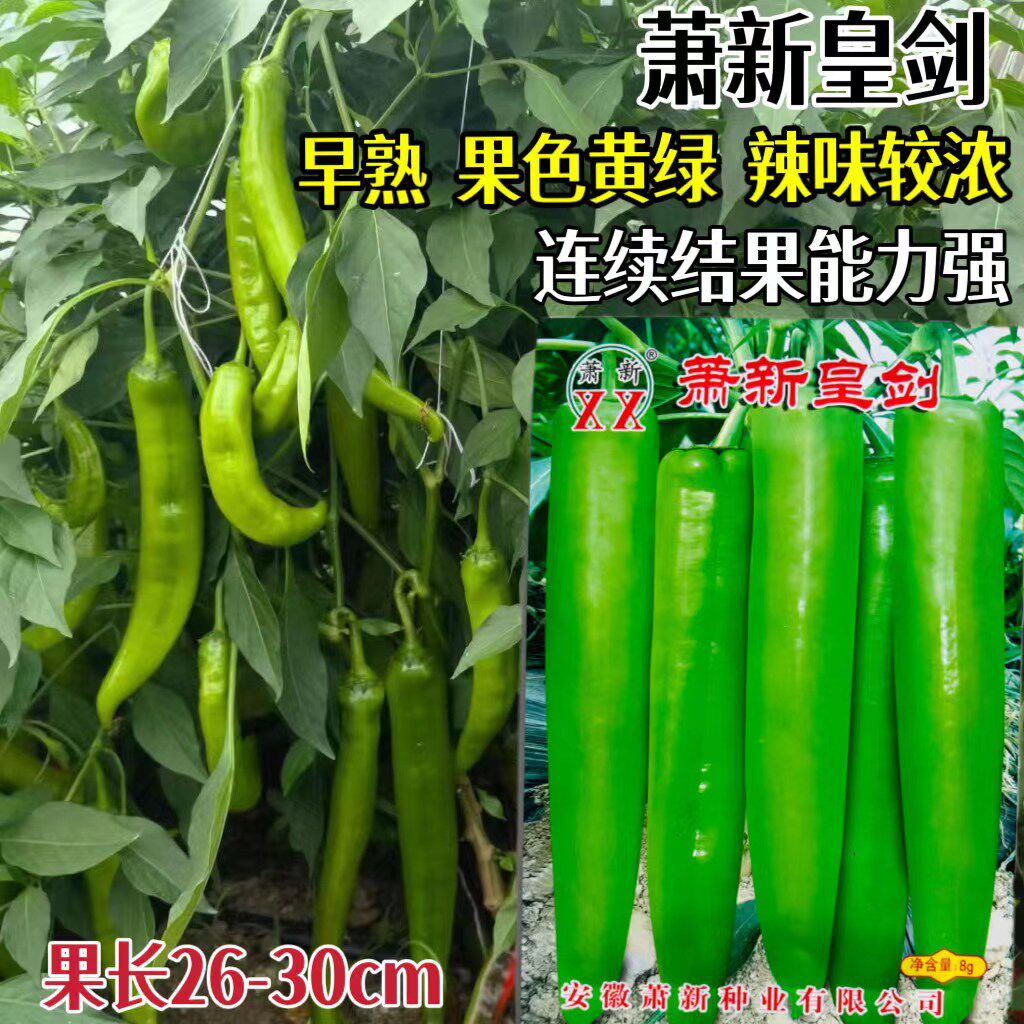 皇剑辣椒种子早熟黄绿皮牛角椒种籽顺直青红两用春秋季播高产
