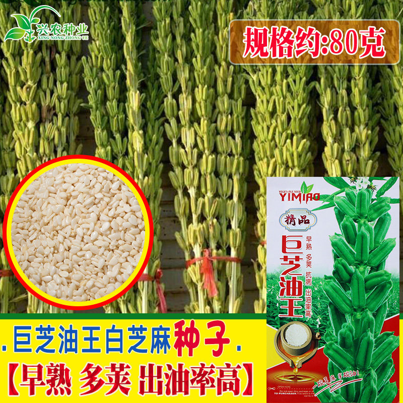艺淼巨芝油王白芝麻种子 早熟 多荚 出油率高 高产抗倒伏易种