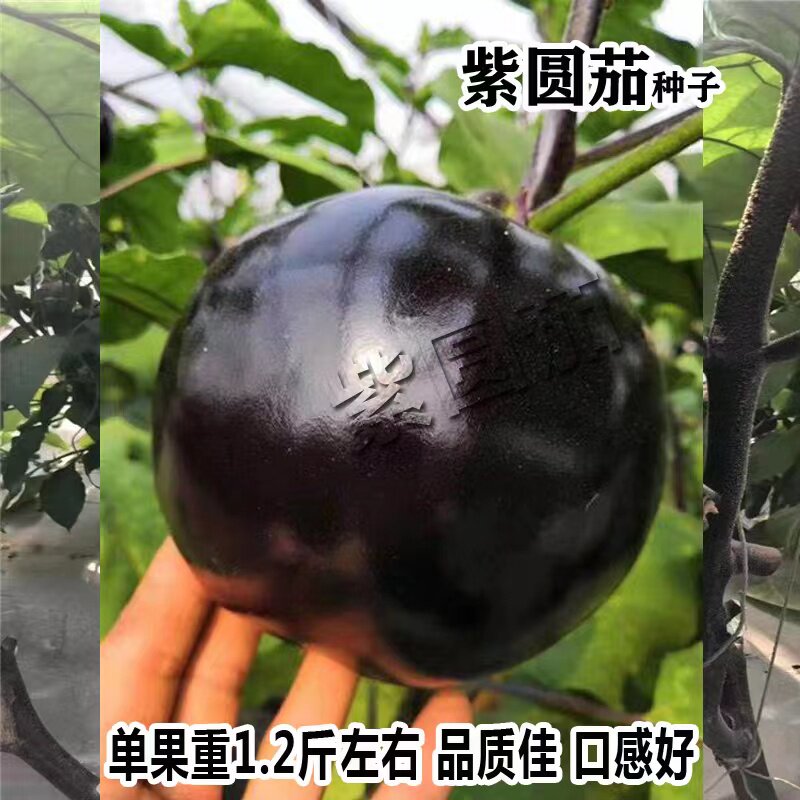 黑圆茄子种子紫黑色圆茄黑亮肉厚大果高产春秋季阳台菜园蔬菜种籽