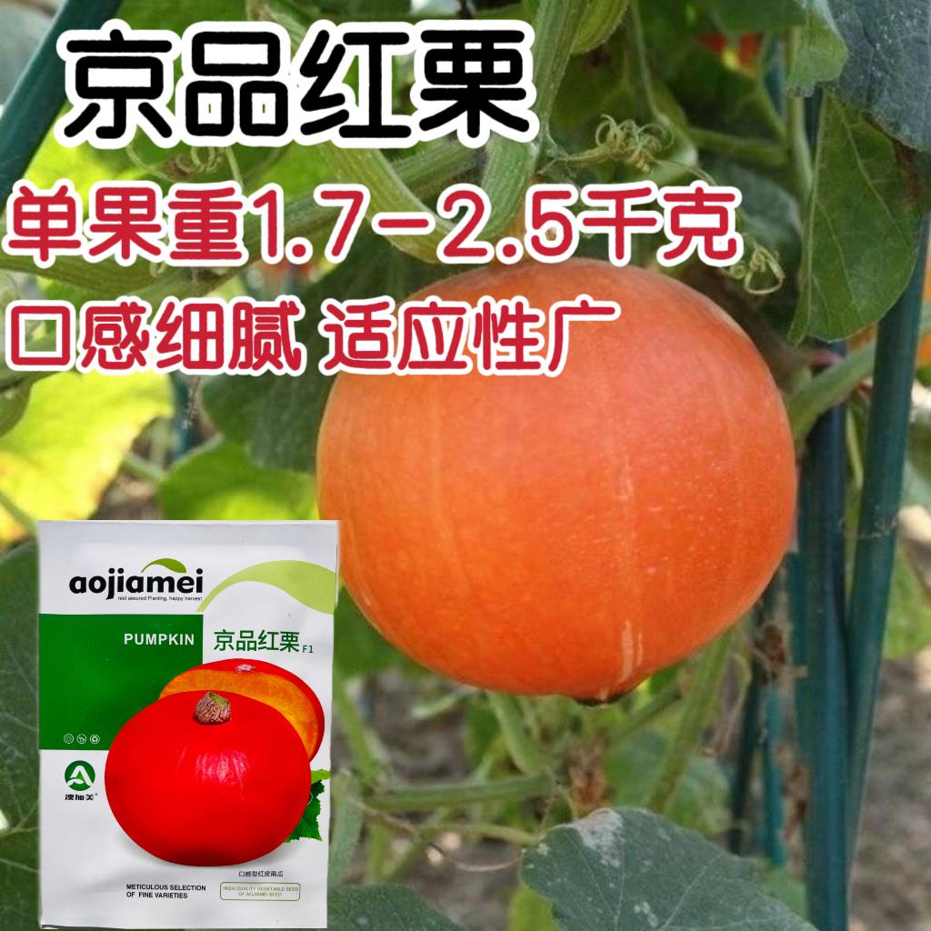 京品红栗红皮南瓜种子种