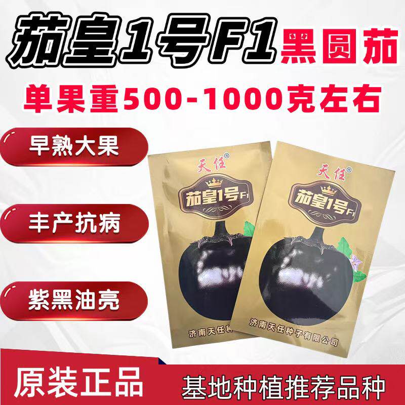 茄皇1号圆茄子种子紫黑圆茄籽5克早熟大果亮圆耐寒耐弱光基地品种