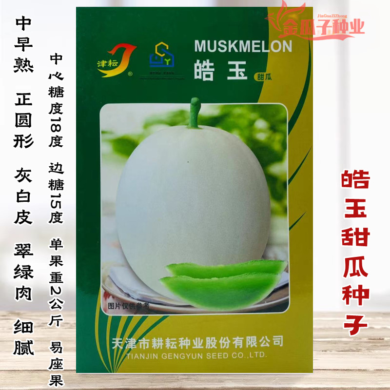 皓玉甜瓜种籽早熟春季白皮香瓜种孑水果超甜特大四季玉菇甜瓜种子