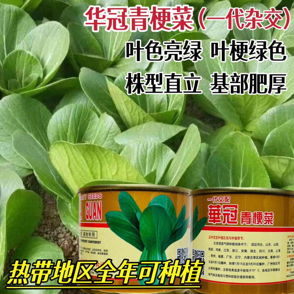 华冠青梗菜种子高产抗病