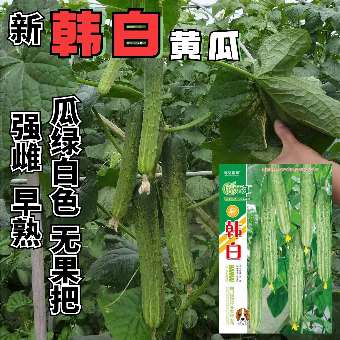 韩白杂交旱黄瓜种子强雌