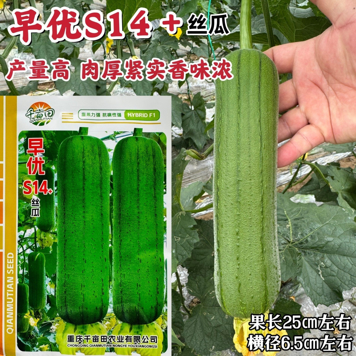 早优S14+丝瓜种子早熟短
