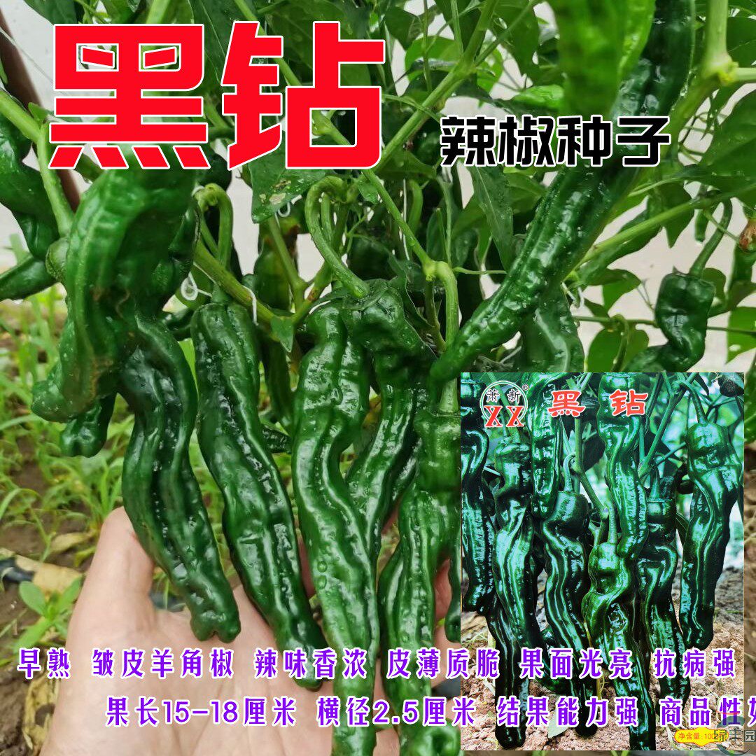 黑钻皱皮辣椒辣味香浓皮薄质脆