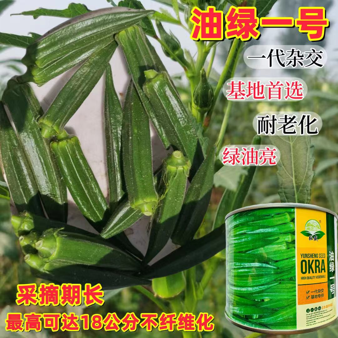 油绿一号水果秋葵种子高产抗病特色绿色蔬菜种籽采收期长基地专用