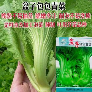 盆子包包青菜种子晚熟不易抽苔宽叶青菜种子高产抗病农家蔬菜种子