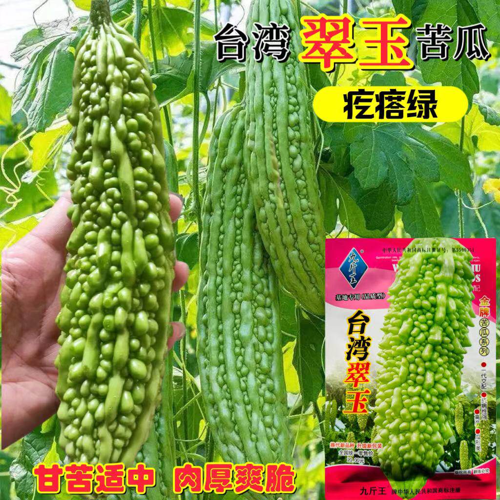 台湾翠玉苦瓜种子高产肉厚早熟淡绿疙瘩绿苦瓜种籽四季播庭院蔬菜