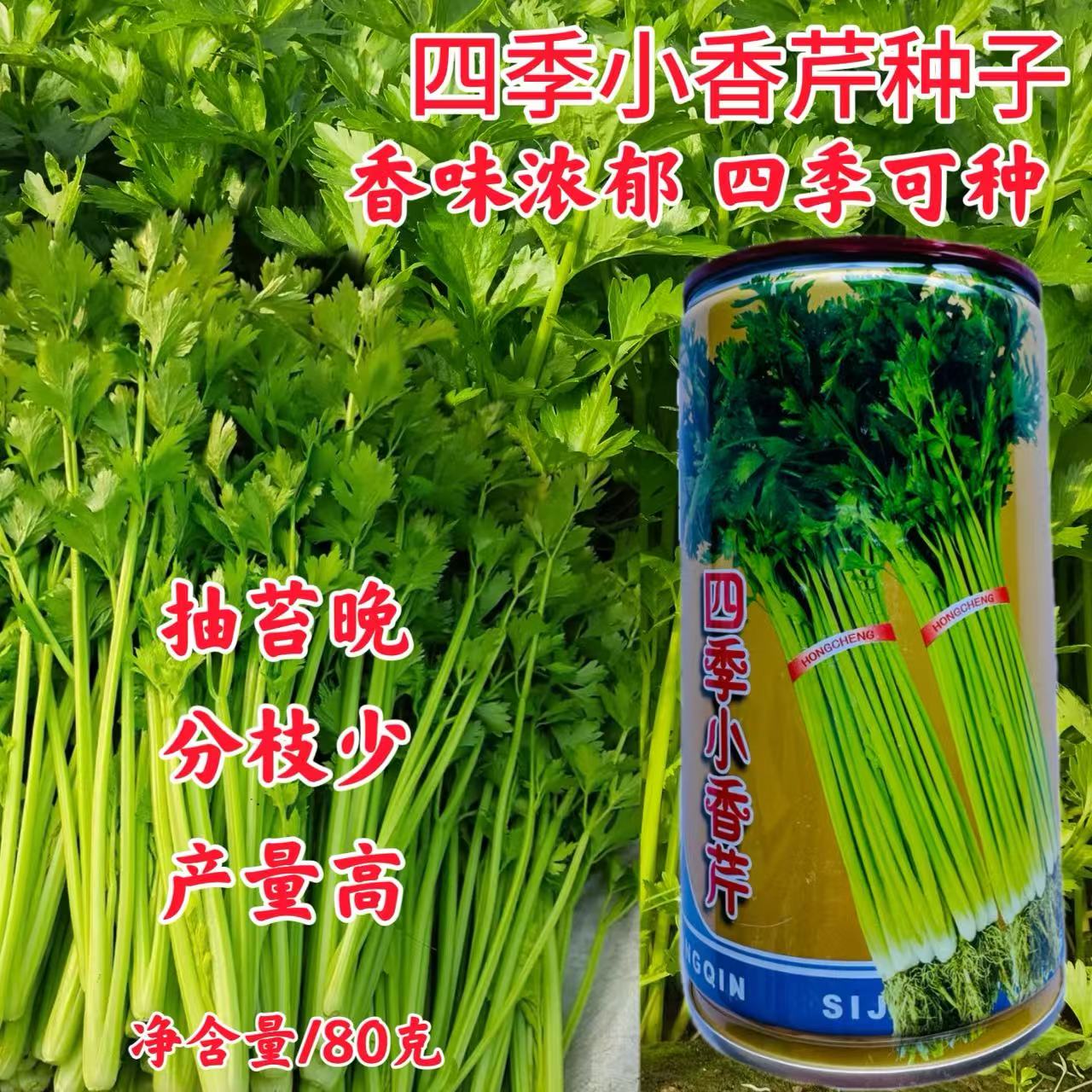 四季小香芹菜种子叶色油绿生长快速耐热耐寒四季种植耐抽苔品种