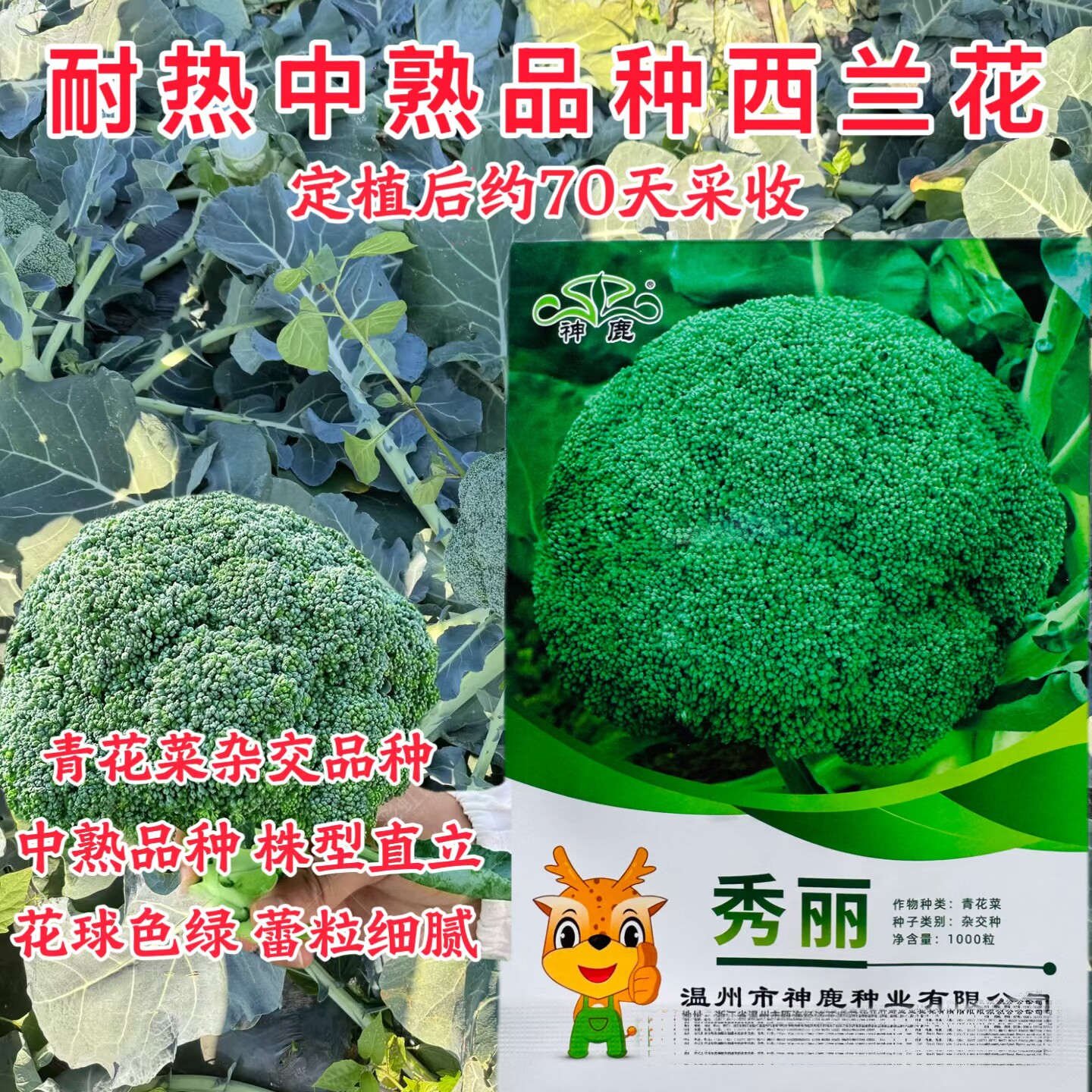 秀丽青花菜杂交种子中熟耐热绿色蔬菜青松花椰菜籽西兰花种籽